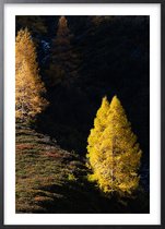 Poster Met Zwarte Lijst - Larch Trees Poster