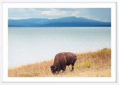 Poster Met Witte Lijst - Wild Yellowstone Poster