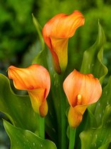 8x Calla 'Zantedeschia orange beauty' - BULBi® Bloembollen met bloeigarantie