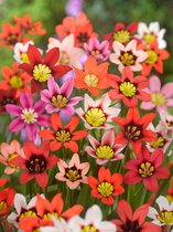 200x Zigeunerbloem 'Sparaxis gemengd' - BULBi® bloembollen en planten met bloeigarantie