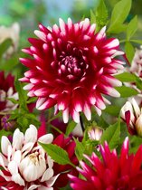 30x Dahlia 'Jowey morris' - BULBi® Bloembollen met bloeigarantie