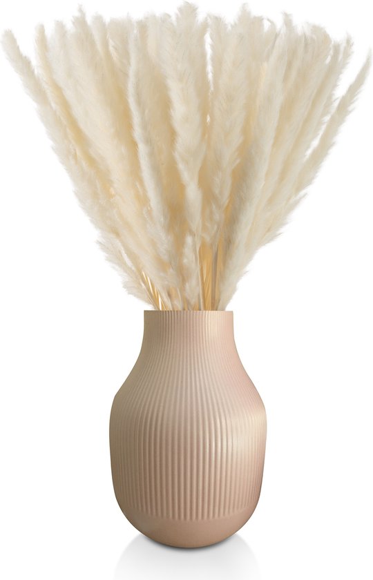 Blumtal Pampas Pluimen - Droogbloemen - Boeket - Set Gedroogde Bloemen - 58 / 60 cm - Wit - 50 Stuks