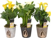 Zantedeschia Geel/Wit in Luna PASEN (Decorum) ↨ 50cm - 3 stuks - hoge kwaliteit planten