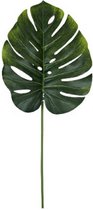 droogbloem monstera 77 cm groen