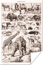 Poster Dieren - Olifant - Zwart - Wit - 20x30 cm