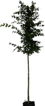 Beukenboom - Carpinus Betulus | Omtrek: 10-14 cm | Hoogte: 350 cm