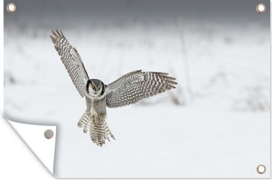 Affiche de jardin de hibou épervier eurasien volant latéral 60x40 cm - petit - Toile de jardin / Toile d'extérieur / Peintures pour l'extérieur (décoration de jardin)
