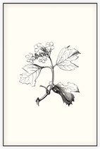 Gelderse Roos zwart-wit (Guelder Rose) - Foto op Akoestisch paneel - 80 x 120 cm