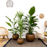 Combi deal - Strelitzia Nicolai de luxe XXL inclusief Bamboe pot - 250cm