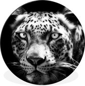WallCircle - Wandcirkel - Muurcirkel - Perzische luipaard starend in de camera in zwart-wit - Aluminium - Dibond - ⌀ 60 cm - Binnen en Buiten