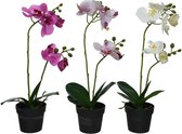 Decoris Orchidee polyester L20-W18-H46cm (1 stuk) assorti