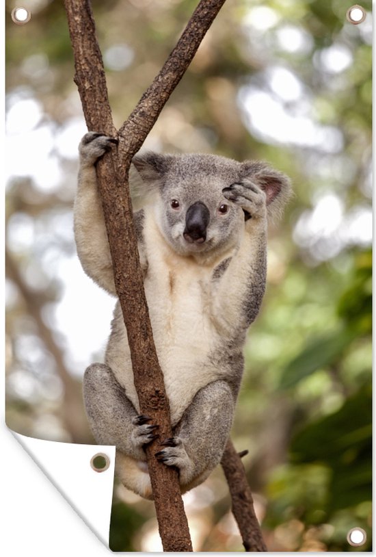 Zwaaiende koala Tuinposter 40x60 cm - Foto op Tuinposter (tuin decoratie)