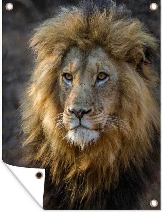 Poster Jardin Roi Lion 40x60 cm - petit - Toile de jardin / Toile d'extérieur / Peintures d'extérieur (décoration de jardin)