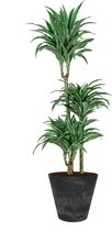 Dracaena Warneckei in Artstone Claire zwart | Drakenbloedboom