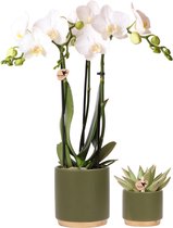 Planten duo Green | Orchidee en Echeveria