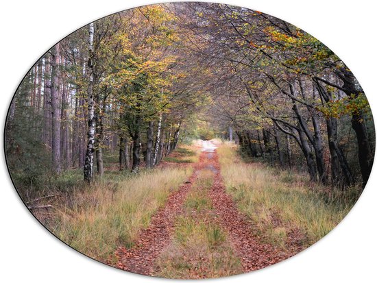 Dibond Ovaal - Bospad in een Bos in Nederland - 68x51 cm Foto op Ovaal (Met Ophangsysteem)