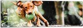 Tuinposter – Spelende Hond met Bal bij Boomstam in Bos - 120x40 cm Foto op Tuinposter (wanddecoratie voor buiten en binnen)