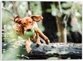 PVC Schuimplaat - Spelende Hond met Bal bij Boomstam in Bos - 40x30 cm Foto op PVC Schuimplaat (Met Ophangsysteem)