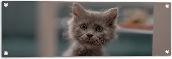 WallClassics - Tuinposter – Aankijkende Kitten in Camera - 90x30 cm Foto op Tuinposter (wanddecoratie voor buiten en binnen)