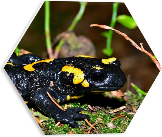 PVC Schuimplaat Hexagon - Close-up van Vuur Salamander tussen Groene Planten - 30x26.1 cm Foto op Hexagon (Met Ophangsysteem)