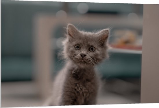 WallClassics - Dibond - Aankijkende Kitten in Camera - 120x80 cm Foto op Aluminium (Met Ophangsysteem)