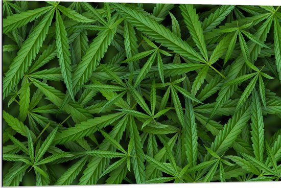 Dibond - Bovenaanzicht van Cannabis Planten - 90x60 cm Foto op Aluminium (Wanddecoratie van metaal)