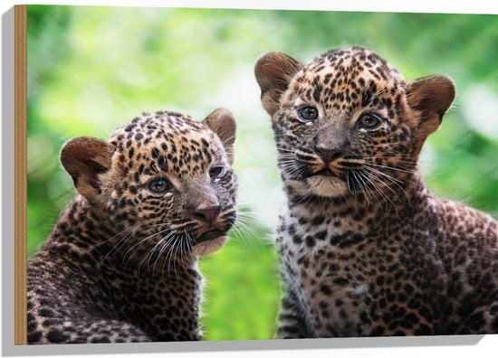 Luipaard Babykleding Panter Hout Panter Welpen Op Sri Lanka 75x50