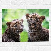 Muursticker - Panter Welpen op Sri Lanka - 40x30 cm Foto op Muursticker
