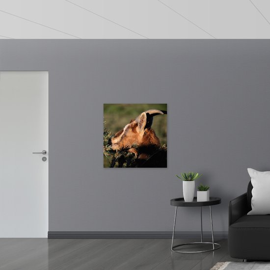 WallClassics - Drapeau - Dos de Tête de Chèvre - 80x80 cm Photo sur Drapeau Polyester