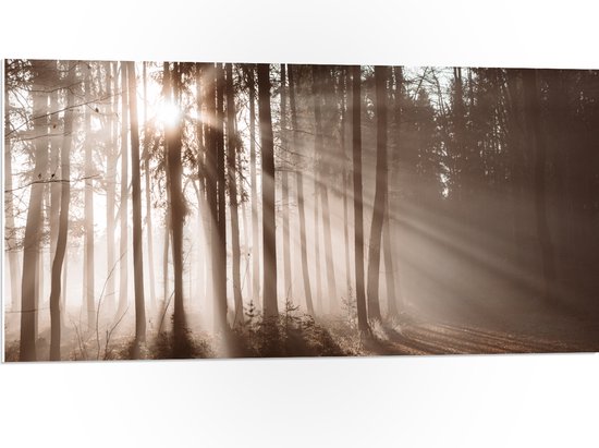 PVC Schuimplaat- Zonnestralen die Schijnen door de Bomen heen in de Herfst - 100x50 cm Foto op PVC Schuimplaat