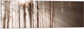 Acrylglas - Zonnestralen die Schijnen door de Bomen heen in de Herfst - 120x40 cm Foto op Acrylglas (Met Ophangsysteem)