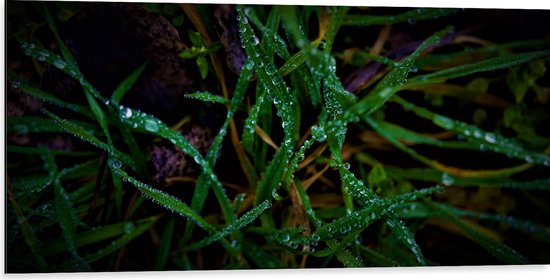 WallClassics - Dibond - Close-up van Groene en Paarse Grassen met Druppels - 100x50 cm Foto op Aluminium (Wanddecoratie van metaal)