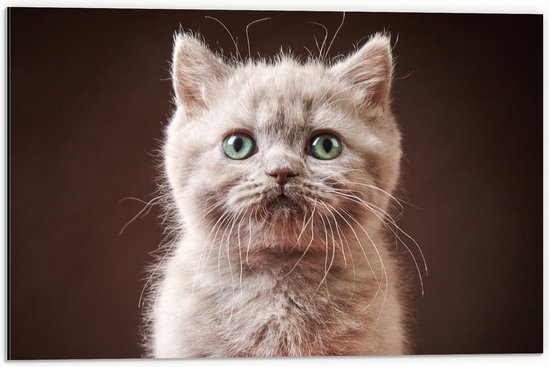 Dibond - Portret Britse Langhaar Kitten - 60x40 cm Foto op Aluminium (Met Ophangsysteem)
