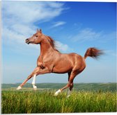 Acrylglas - Rood Arabisch Paard met Blauwe Lucht - 50x50 cm Foto op Acrylglas (Wanddecoratie op Acrylaat)