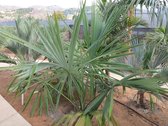 Palmboom zaden (5 stuks) - Sabal Mauritiiformis, Bay Palmetto