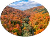 Dibond Ovaal - Uitzicht van een Kleurrijk Bos in de Herfst - 56x42 cm Foto op Ovaal (Met Ophangsysteem)