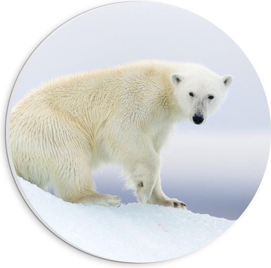 PVC Schuimplaat Muurcirkel - IJsbeer in de Spitsbergen - 20x20 cm Foto op Muurcirkel (met ophangsysteem)