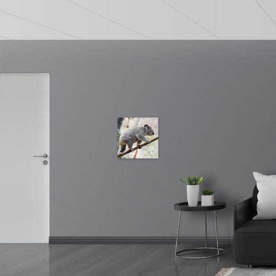 Vlag - Koala Balancerend op een Tak - 50x50 cm Foto op Polyester Vlag
