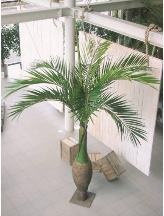 Kunstplanten & Decoratie voor iedere omgeving