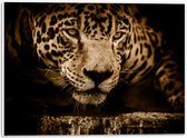 WallClassics - PVC Schuimplaat- Bruine Jaguar - 40x30 cm Foto op PVC Schuimplaat