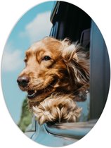 WallClassics - PVC Schuimplaat Ovaal - Bruine Hond hangend uit Autoraam - 60x80 cm Foto op Ovaal (Met Ophangsysteem)