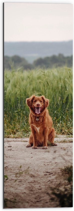 WallClassics - Dibond - Bruine Hond zittend op het Zand - 30x90 cm Foto op Aluminium (Met Ophangsysteem)