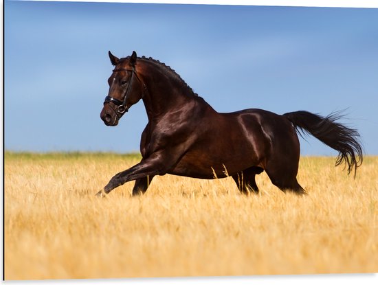 Dibond - Bruin Paard Gallopernd door het Hoge Gras - 80x60 cm Foto op Aluminium (Met Ophangsysteem)