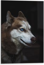 WallClassics - Dibond - Bruine Siberische Husky - 40x60 cm Foto op Aluminium (Met Ophangsysteem)