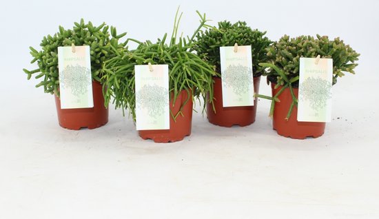 Rhipsalis gemengd Ø 10,5cm - 3 stuks - 15cm - kamerplant - succulent - luchtzuiverend - vetplant