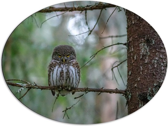 Dibond Ovaal - Schuw Kijkende Uil op Smalle Tak van Boom - 80x60 cm Foto op Ovaal (Met Ophangsysteem)