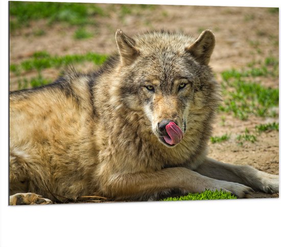 Dibond - Lippen Aflikkende Wolf in Landschap met Hoopjes Gras - 100x75 cm Foto op Aluminium (Wanddecoratie van metaal)