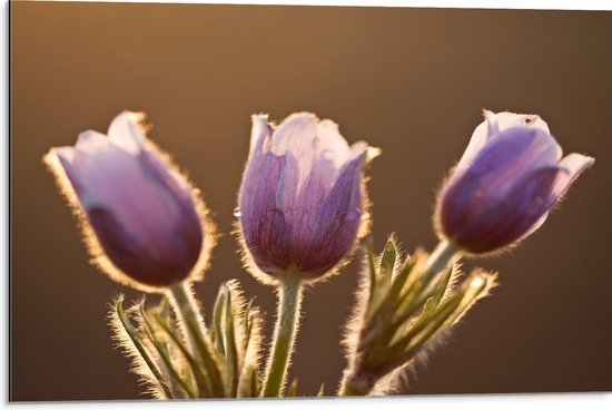 Dibond - Zonlicht tegen Roze Tulpjes - 75x50 cm Foto op Aluminium (Wanddecoratie van metaal)