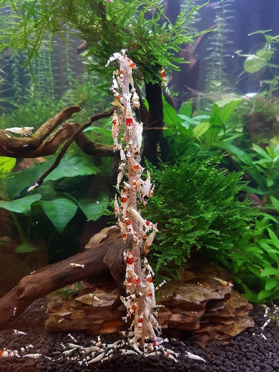 Garnalen lollies - Aquarium - 11 cm - Tarwegras - 12 stuks