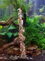 Sucettes crevettes - Aquarium - 11 cm - Variation - 12 pcs